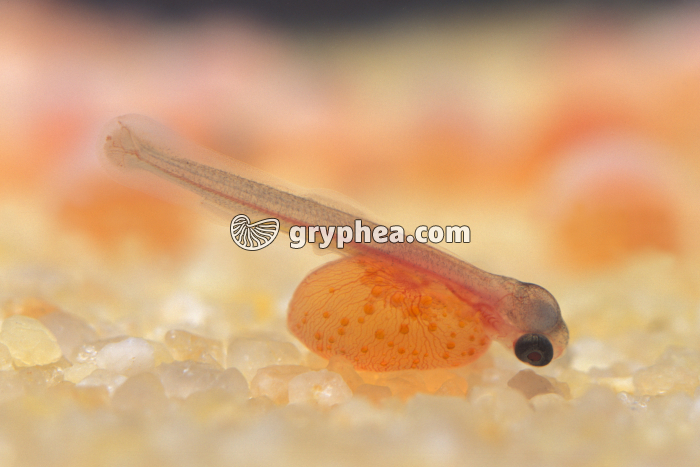 Truite - Alevin de 2 jours avec vésicule vitelline - gryphea.com